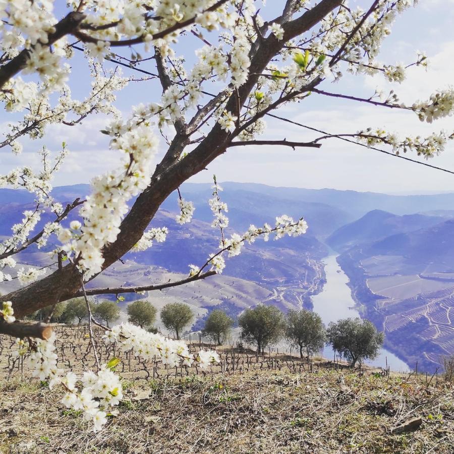 Villa D'Uvale Douro Alijó Zewnętrze zdjęcie